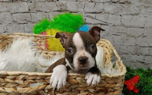 Boston Terrier DOG Male Seal and White 5493 Petland Robinson, PA