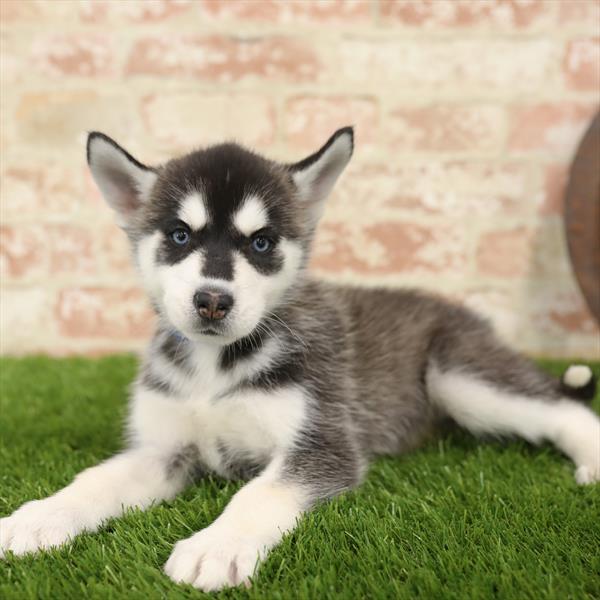 Siberian Husky DOG Female Black / White 5516 Petland Robinson, PA