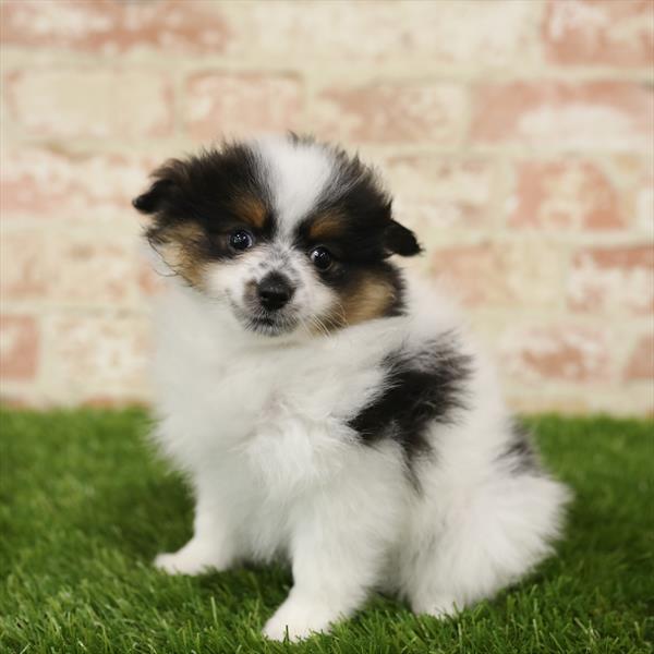 Pomeranian DOG Female Black White / Tan 5517 Petland Robinson, PA