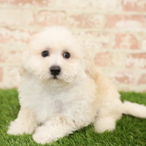 Bichon- Poo DOG Male Apricot 5518 Petland Robinson, PA