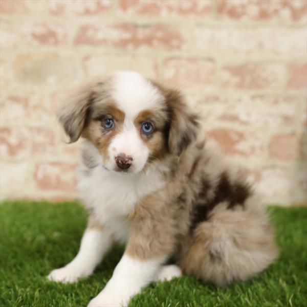 Miniature Australian Shepherd DOG Female Red Merle 5519 Petland Robinson, PA