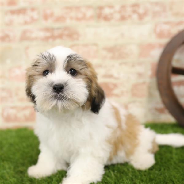 Teddy Bear-DOG-Male-Gold / White-5520-Petland Robinson, Pittsburgh, PA