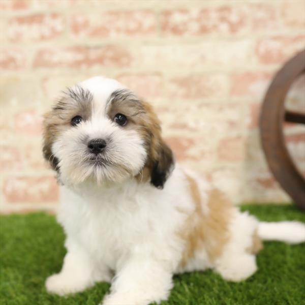 Teddy Bear DOG Male Gold / White 5520 Petland Robinson, PA