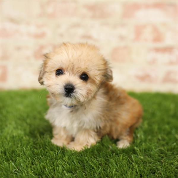 Morkie-DOG-Male-Golden-5521-Petland Robinson, PA