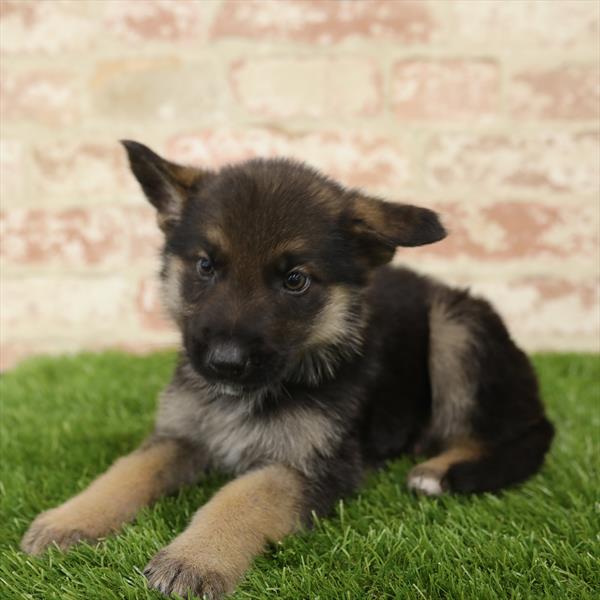 German Shepherd DOG Male Black / Tan 5522 Petland Robinson, PA