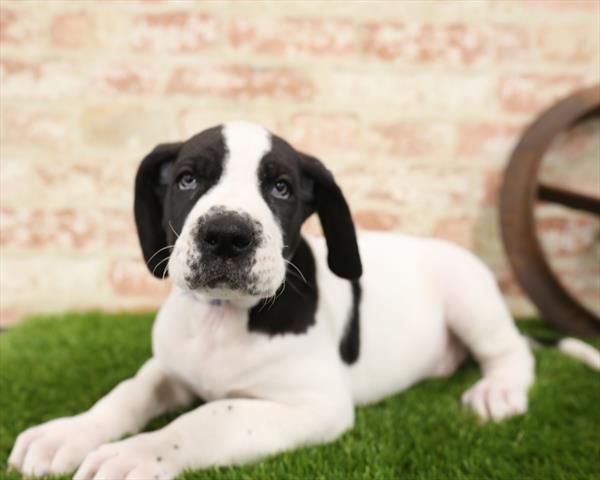 Great Dane DOG Male Black 5524 Petland Robinson, PA