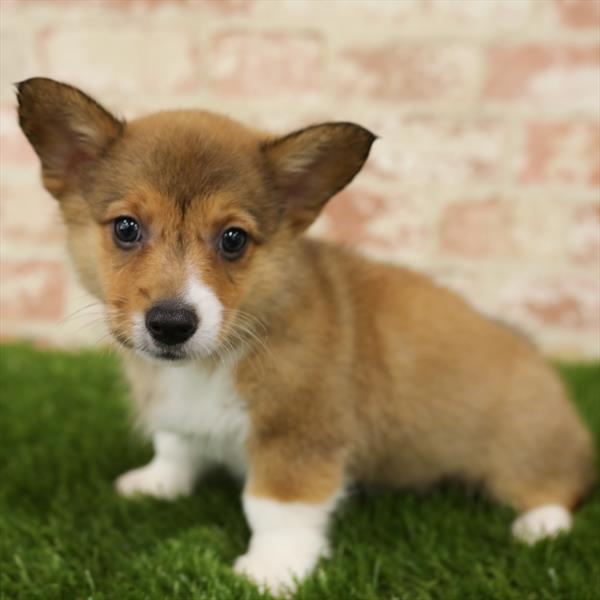 Pembroke Welsh Corgi-DOG-Female-Red-5525-Petland Robinson, Pittsburgh, PA