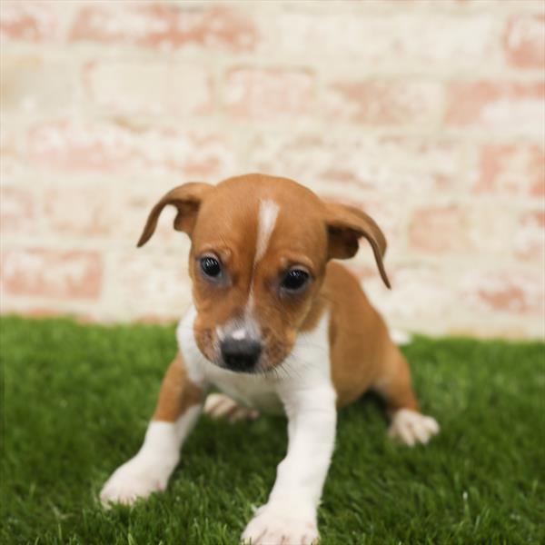 Chiweenie DOG Male Fawn 5526 Petland Robinson, PA