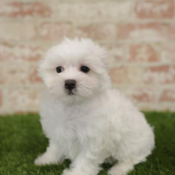 Maltese DOG Male White 5527 Petland Robinson, PA