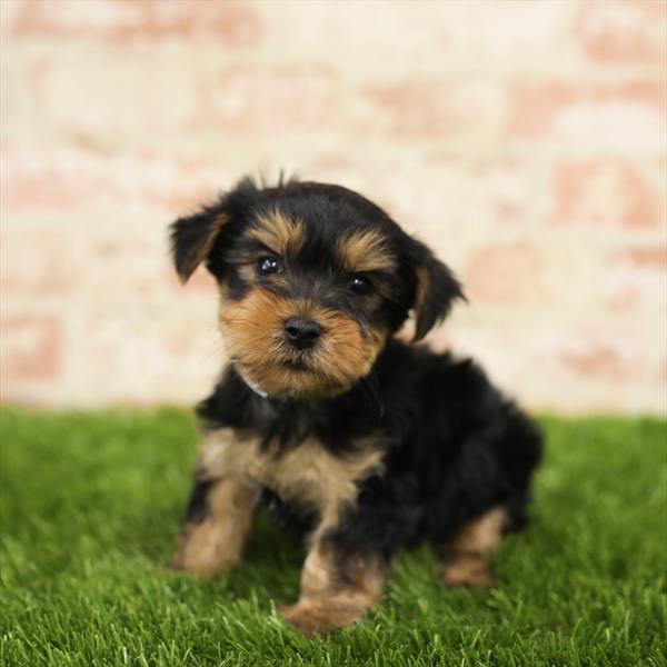 Yorkie-DOG-Male-Black / Tan-5528-Petland Robinson, Pittsburgh, PA