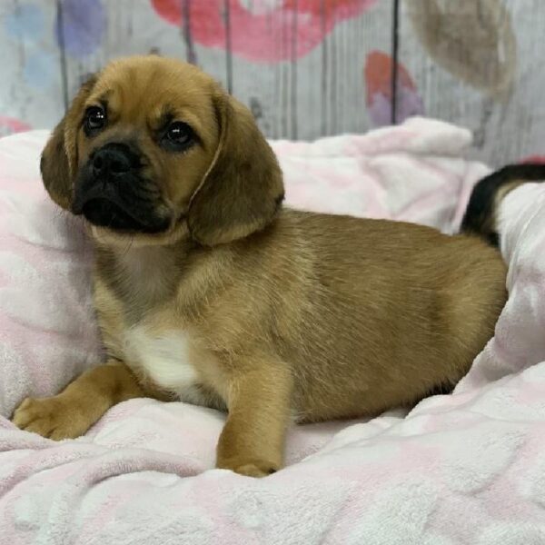 Puggle-DOG-Male-Fawn-5514-Petland Robinson, Pittsburgh, PA