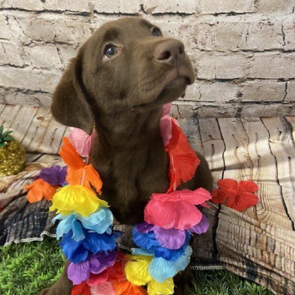 Labrador Retriever-DOG-Female-Chocolate-5533-Petland Robinson, Pittsburgh, PA