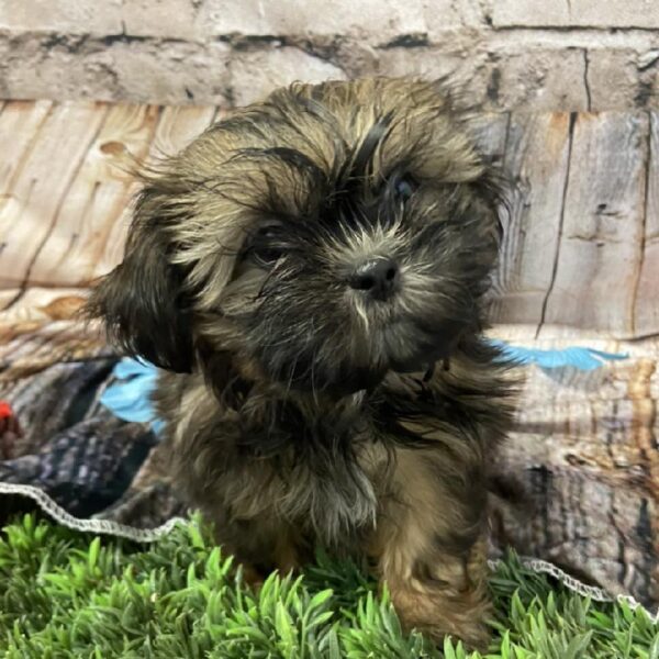 Shih Tzu DOG Male Gold 5531 Petland Robinson, PA