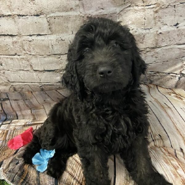 Newdle DOG Male Black 5529 Petland Robinson, PA