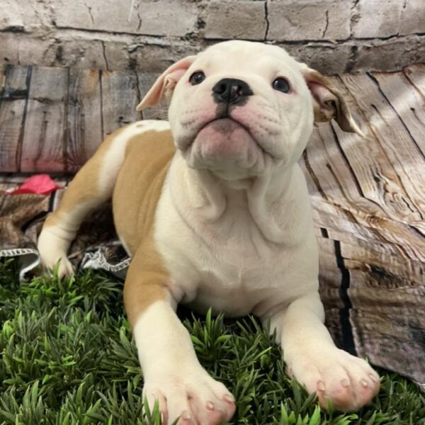 Old English Bulldog-DOG-Female-Red and White-5530-Petland Robinson, Pittsburgh, PA