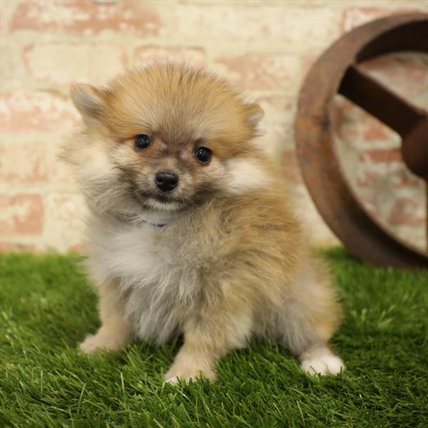 Pomeranian DOG Male Orange Sable 5554 Petland Robinson, PA