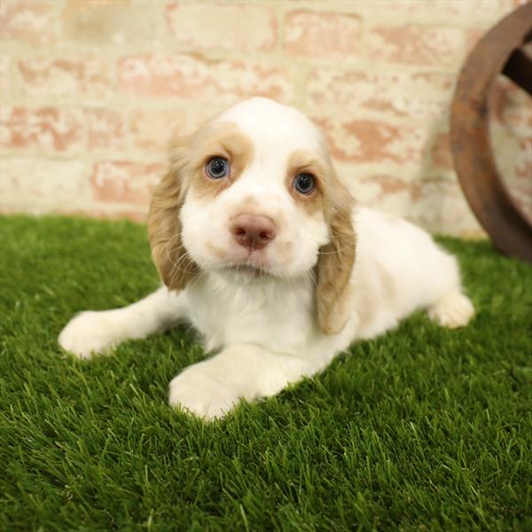 Cocker Spaniel-DOG-Male-Buff / White-5555-Petland Robinson, Pittsburgh, PA