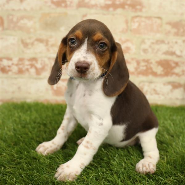 Beagle DOG Female Chocolate White Tan 5556 Petland Robinson, PA