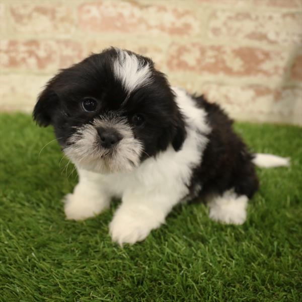 Shih Tzu DOG Male Black / White 5557 Petland Robinson, PA