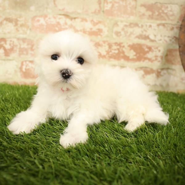 Maltese DOG Male White 5558 Petland Robinson, PA