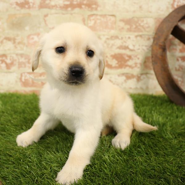 Labrador Retriever-DOG-Female-Yellow-5559-Petland Robinson, Pittsburgh, PA