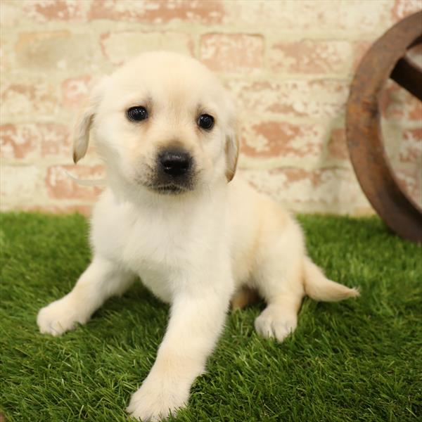 Labrador Retriever DOG Female Yellow 5559 Petland Robinson, PA