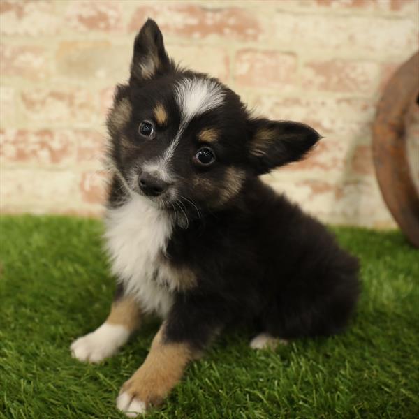 Miniature Australian Shepherd-DOG-Male-Black-5560-Petland Robinson, Pittsburgh, PA