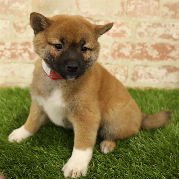 Shiba Inu DOG Male Red 5561 Petland Robinson, PA