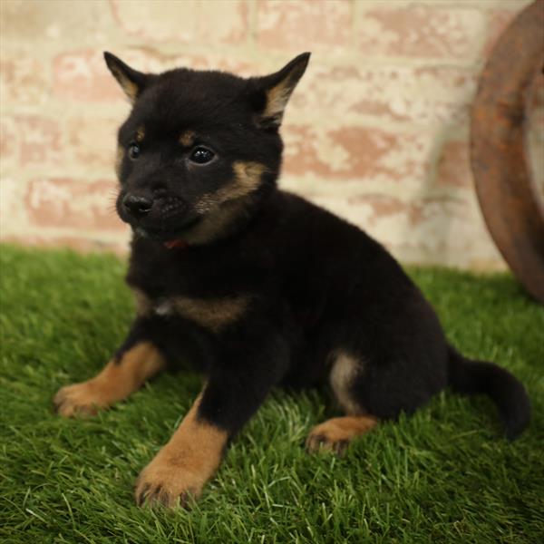 Shiba Inu-DOG-Female-Black / Tan-5562-Petland Robinson, Pittsburgh, PA