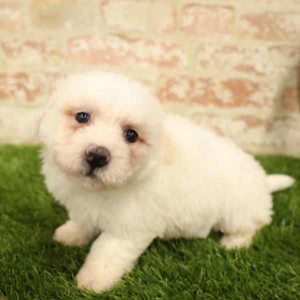 Bichon DOG Female White 5563 Petland Robinson, PA