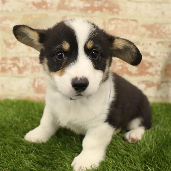 Pembroke Welsh Corgi DOG Male Black 5564 Petland Robinson, PA