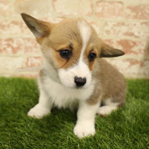 Pembroke Welsh Corgi DOG Female Sable / White 5565 Petland Robinson, PA