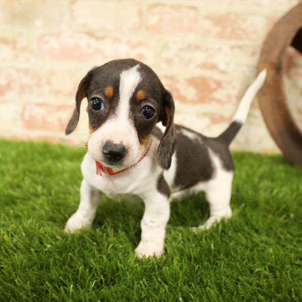 Dachshund DOG Female Black / Tan 5566 Petland Robinson, PA