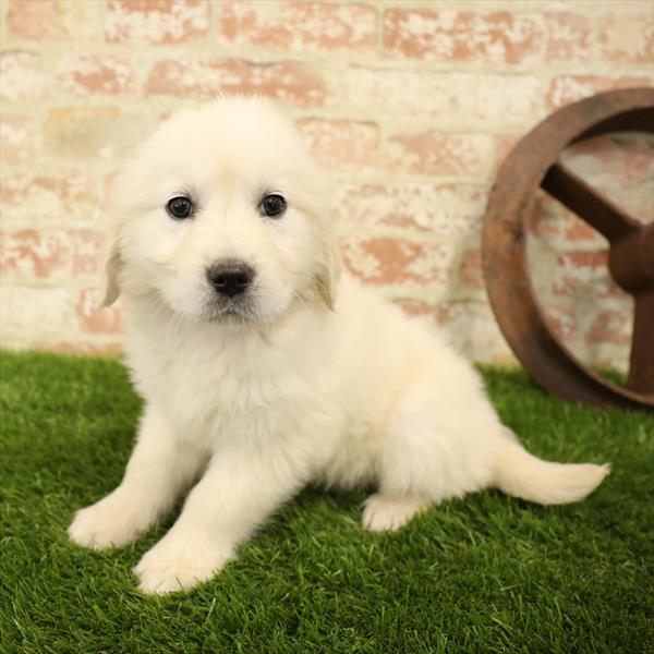 Golden Retriever-DOG-Female-Light Golden-5567-Petland Robinson, Pittsburgh, PA
