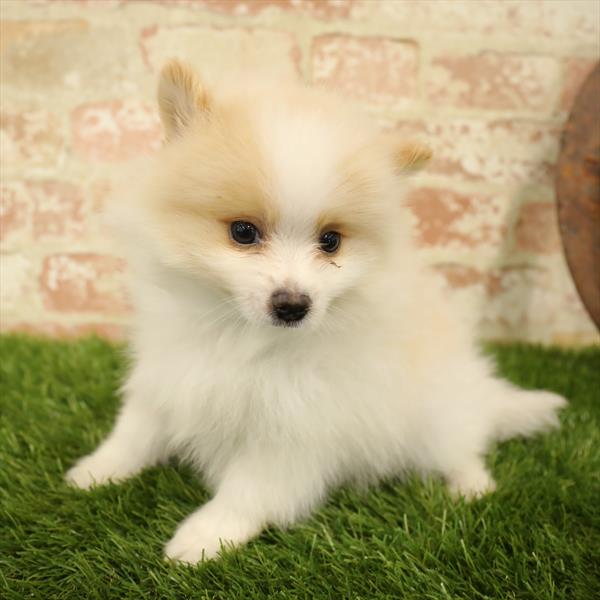 Pomeranian DOG Male Orange 5569 Petland Robinson, PA