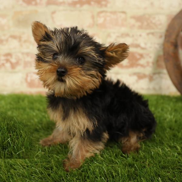 Yorkie-DOG-Female-Black / Tan-5570-Petland Robinson, Pittsburgh, PA