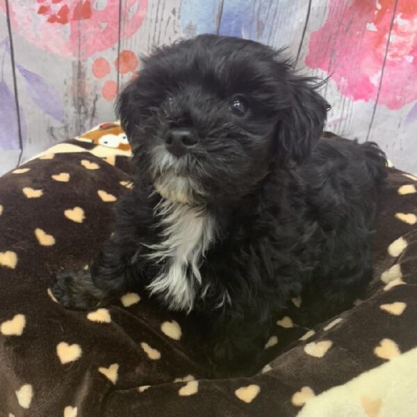 Malshi DOG Male Black 5553 Petland Robinson, PA