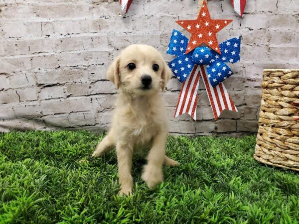 Schnoodle DOG Female Cream 5571 Petland Robinson, PA