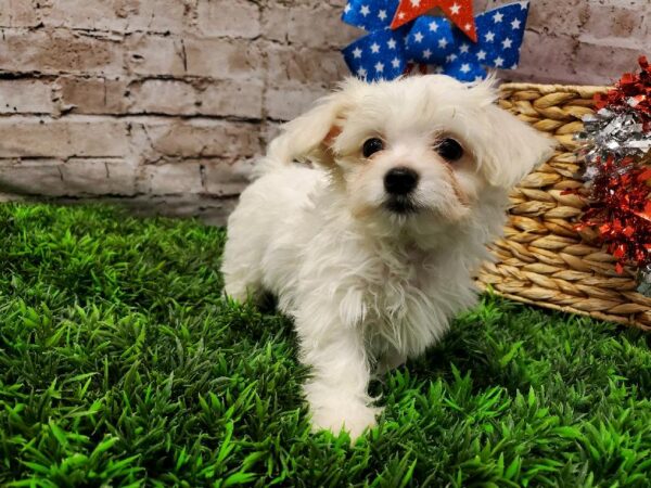 Havanese DOG Male White 5574 Petland Robinson, PA