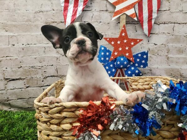 French Bulldog DOG Female Black and White 5573 Petland Robinson, PA