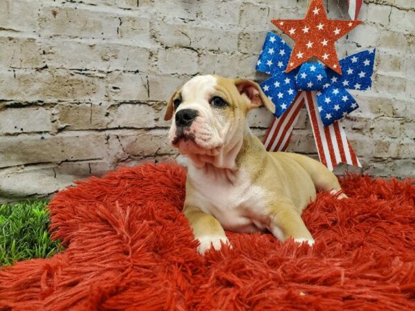 Old English Bulldog-DOG-Female-Fawn and White-5575-Petland Robinson, Pittsburgh, PA