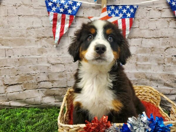 Bernese Mountain Dog DOG Female Black Rust and White 5576 Petland Robinson, PA