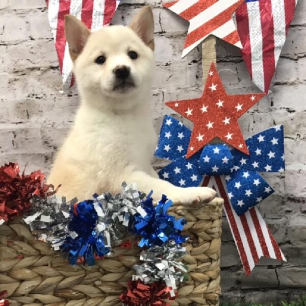 Shiba Inu-DOG-Female-Cream-5596-Petland Robinson, Pittsburgh, PA