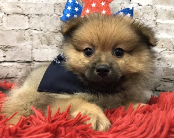 Pomeranian-DOG-Female-Orange Sable-5600-Petland Robinson, Pittsburgh, PA