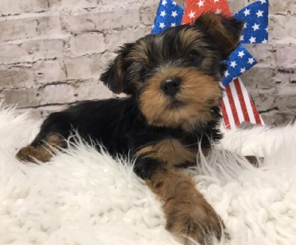 Yorkie-DOG-Female-Black / Gold-5609-Petland Robinson, Pittsburgh, PA