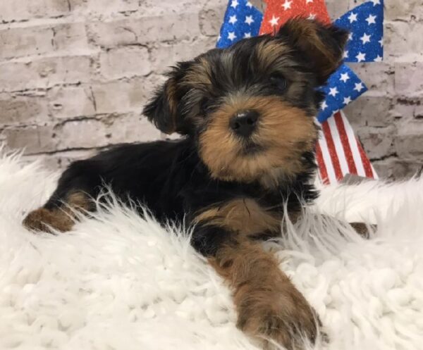 Yorkie DOG Female Black / Gold 5609 Petland Robinson, PA