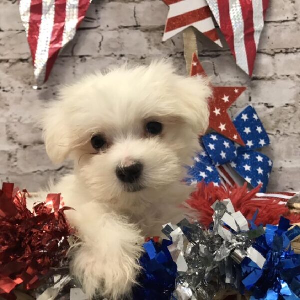 Maltese DOG Male White 5604 Petland Robinson, PA