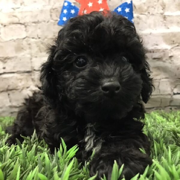 Cock A Poo 2nd Gen-DOG-Female-Black-5607-Petland Robinson, Pittsburgh, PA