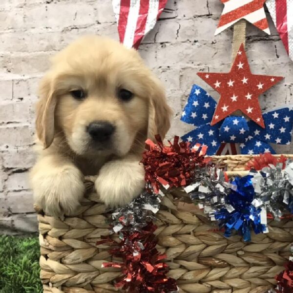 Golden Retriever DOG Female Golden 5598 Petland Robinson, PA