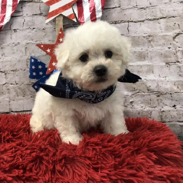Bichon-DOG-Male-White-5608-Petland Robinson, Pittsburgh, PA